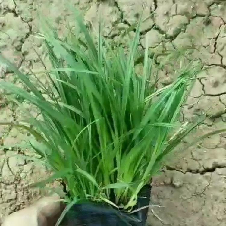 崂峪苔草直销