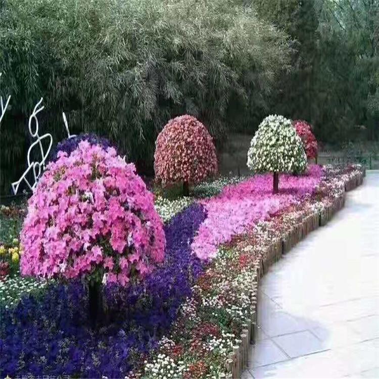 花海公园用花花海用苗哪种比较合适公园花卉种类广场花海报价详情咨询【江瑞园艺】