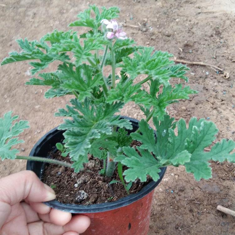 苗圃出售驱蚊草 驱蚊草小盆景价格