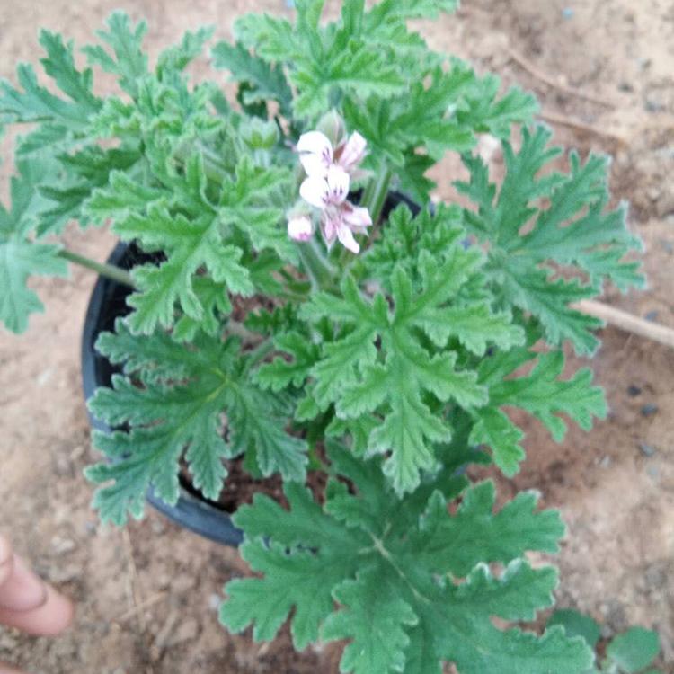 现货批售驱蚊草盆栽 室内盆栽驱蚊草报价