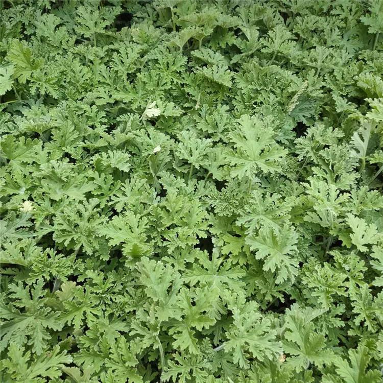 现货批售驱蚊草盆栽 驱蚊草小盆景价格