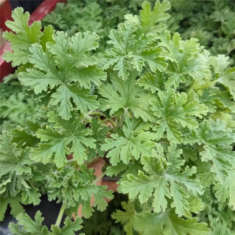 驱蚊草基地 驱蚊草小盆景 苗圃出售驱蚊草