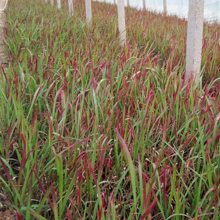 常年供应 潍坊血草小苗 血草小苗种植基地