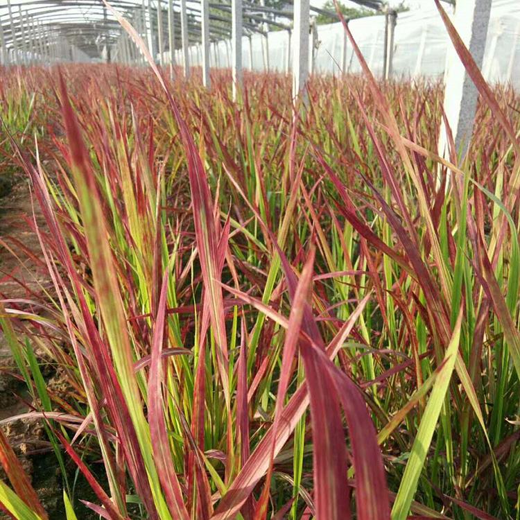 血草基地 存活率高血草 价格实惠