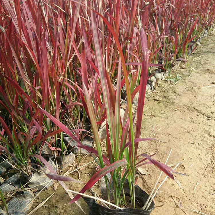 常年供应 存活率高血草 血草报价
