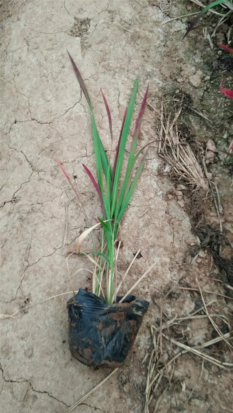 血草小苗基地 山东血草小苗 常年供应