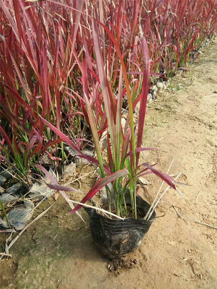 山东血草批发报价 血草种植基地 松青