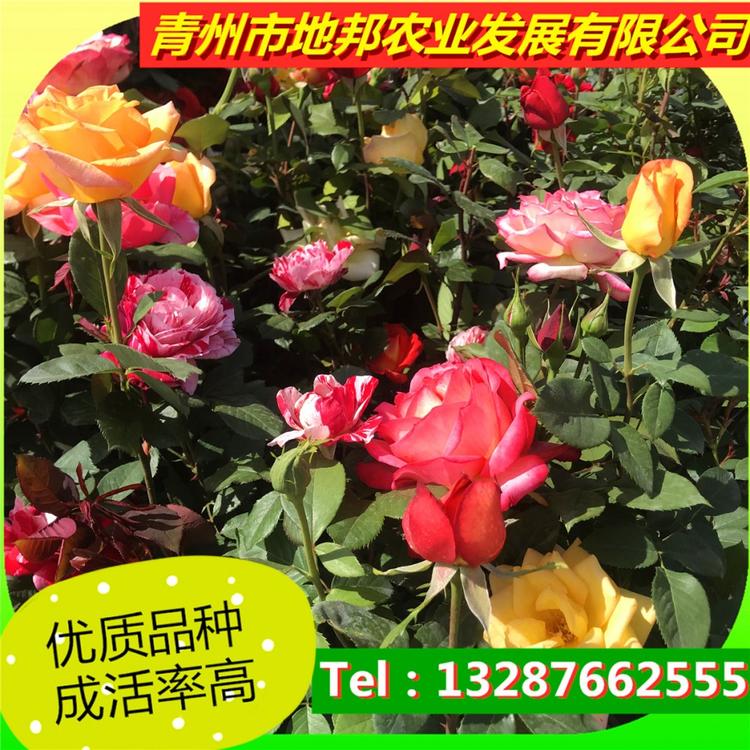 品种月季现货供应   山东品种月季出售就在地邦