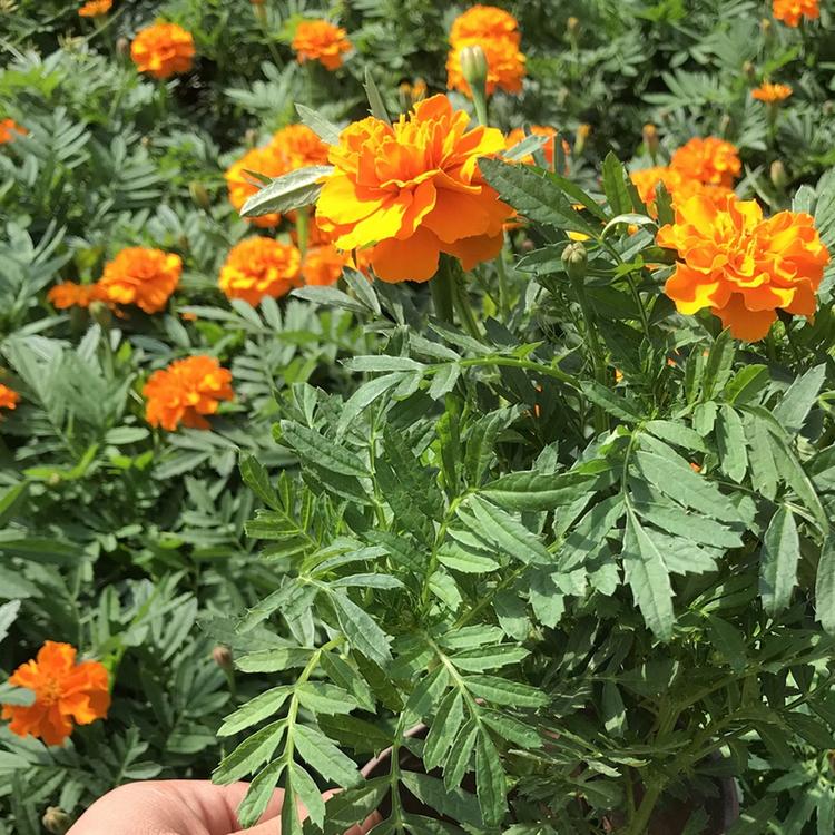 苗圃直供 孔雀草基地    孔雀草培育基地