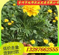 常年孔雀草培育基地  地邦<em>农业</em>  孔雀草小苗大量直销