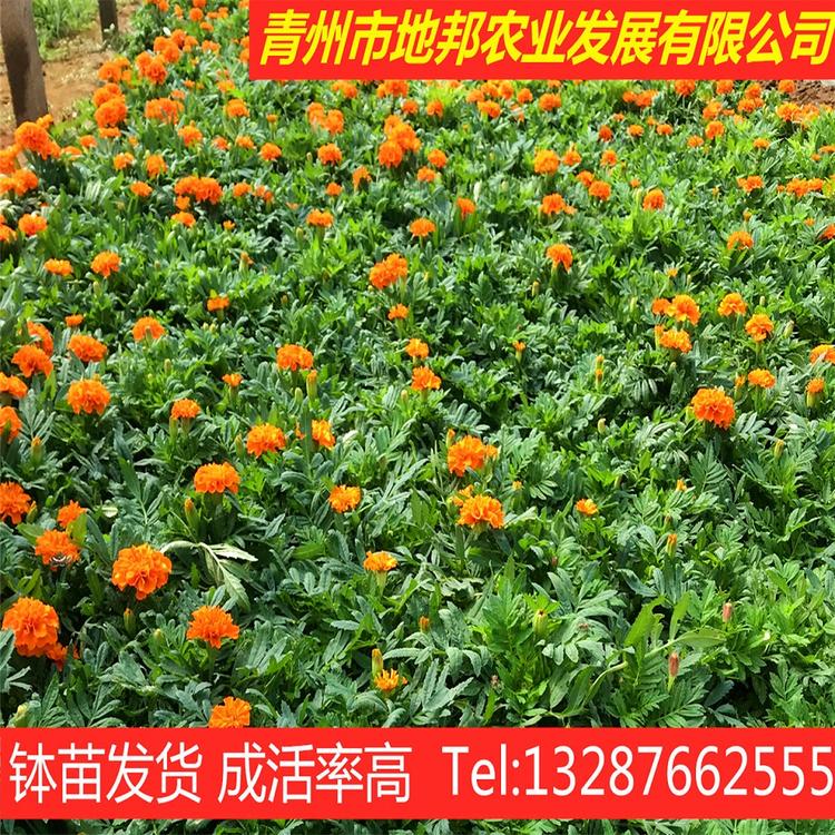 欢迎选购 地邦孔雀草价格    孔雀草批发商