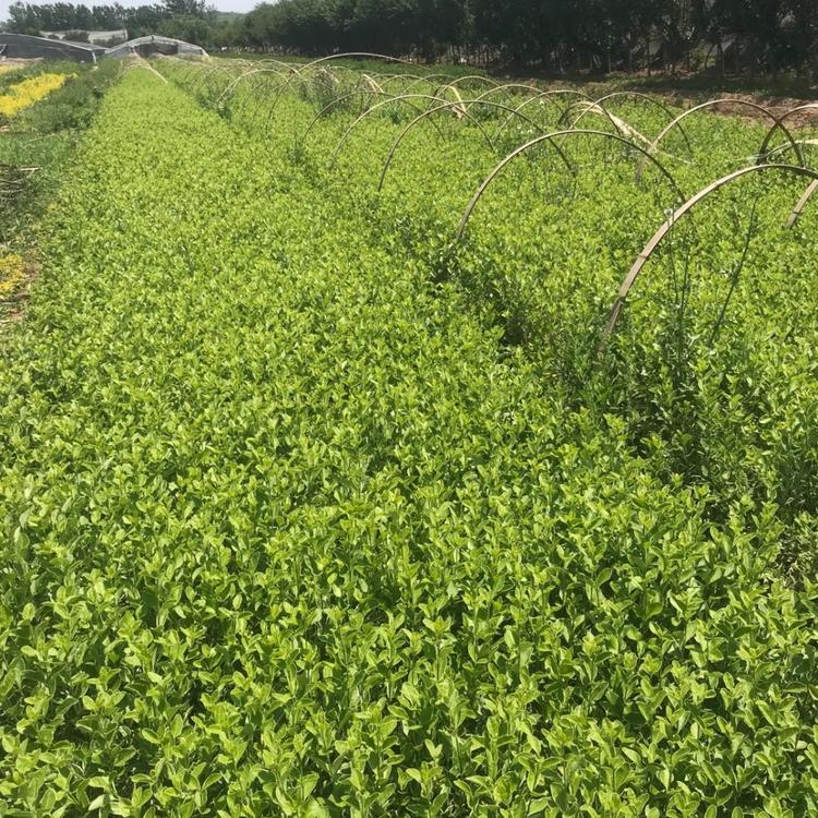 冬红卫矛价格  青州绿化苗木基地 绿化苗木价格 批发