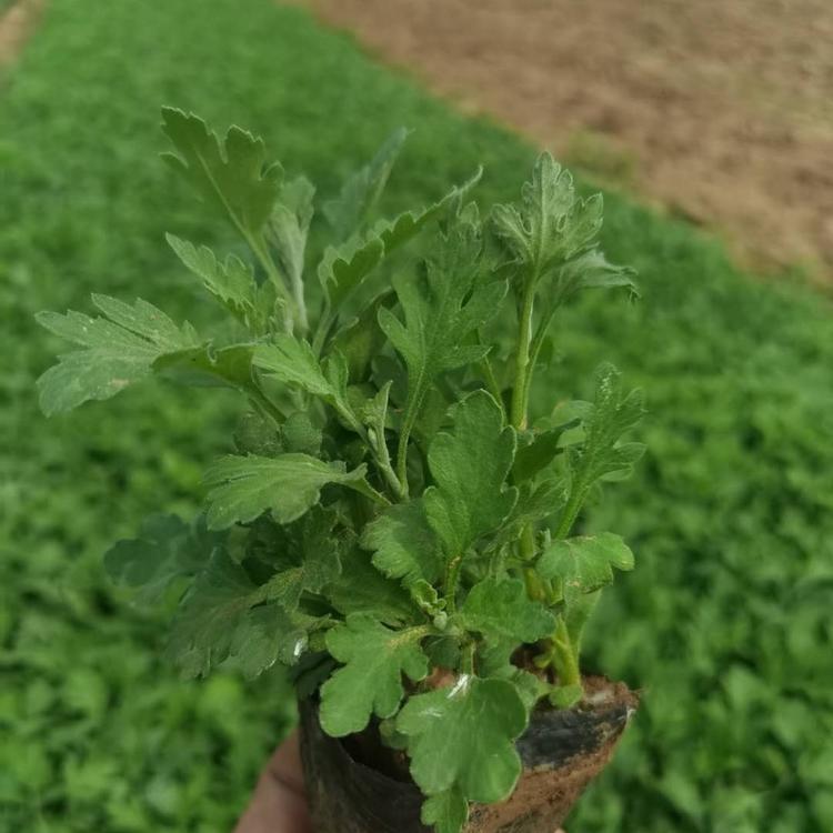 地被菊杯苗地被菊种植基地地被菊批发价格地被菊