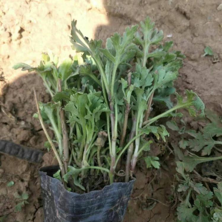 优质地被菊小苗价格地被菊供应地被菊基地