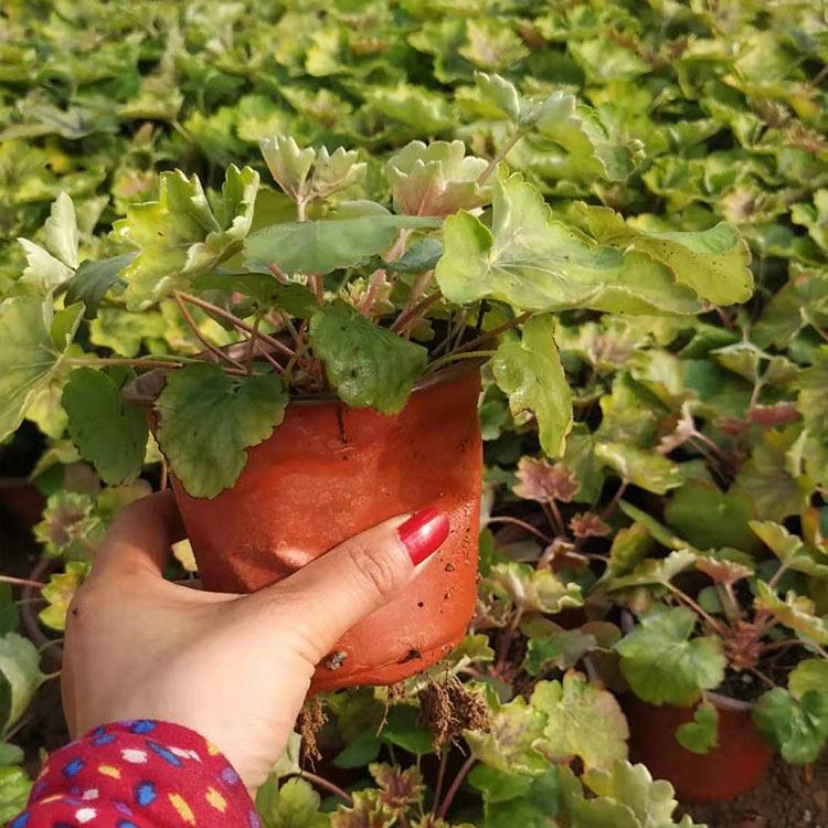 多色矾根价格 多色矾根价格 山东盆栽苗矾根批发