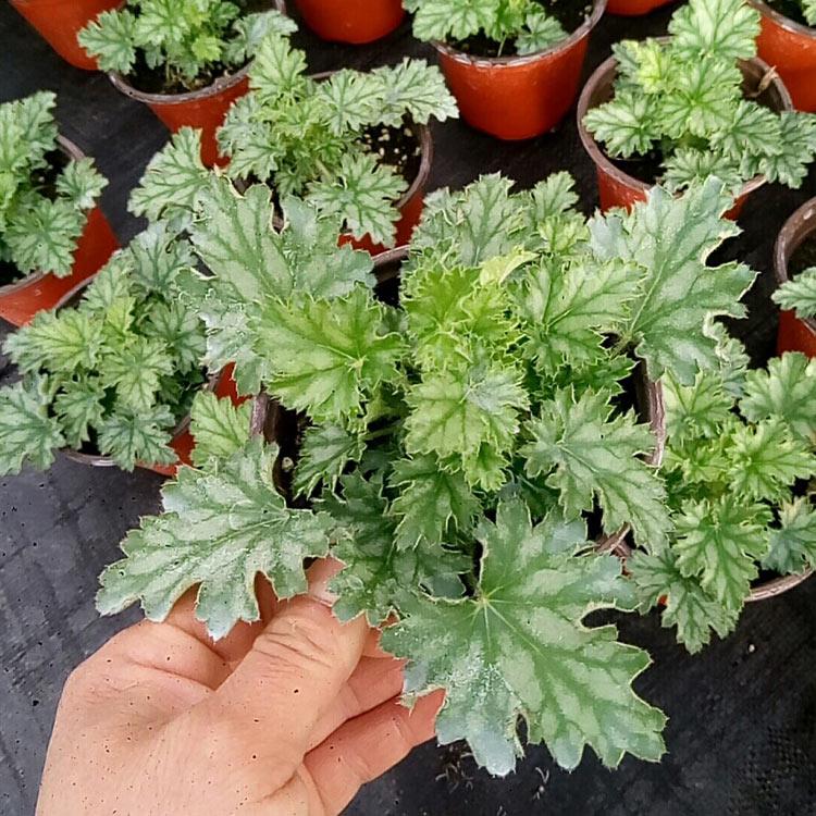 矾根 青州多色矾根批发 双色盆矾根价格