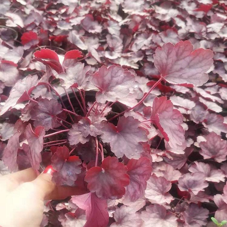 矾根苗 多色矾根种植基地