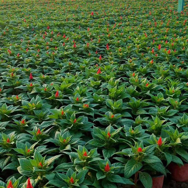 世纪红鸡冠花_欣美_红叶鸡冠花_厂家种植批发
