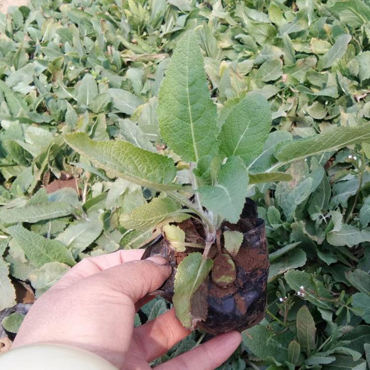 优良鼠尾草培育 鼠尾草供应商 鼠尾草批售