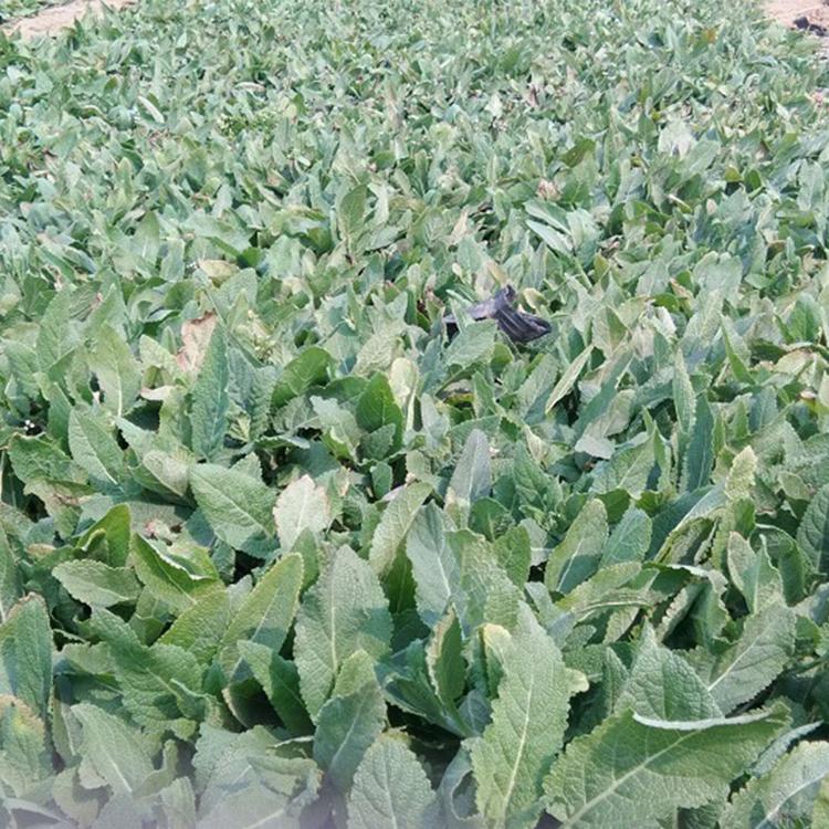 鼠尾草批发商 鼠尾草苗苗圃供应 鼠尾草批售