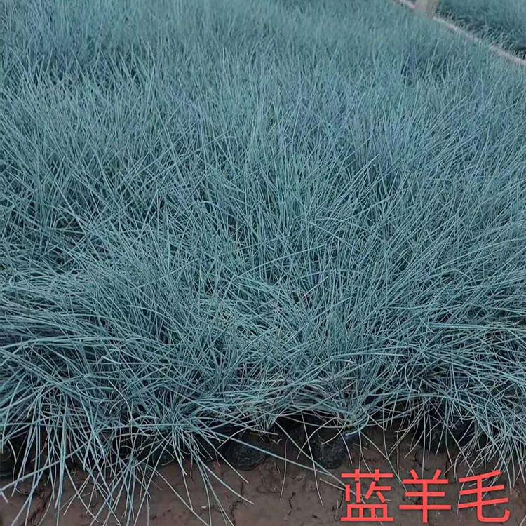 蓝羊茅杯苗种植基地 开春预定苗 山东蓝羊茅杯苗