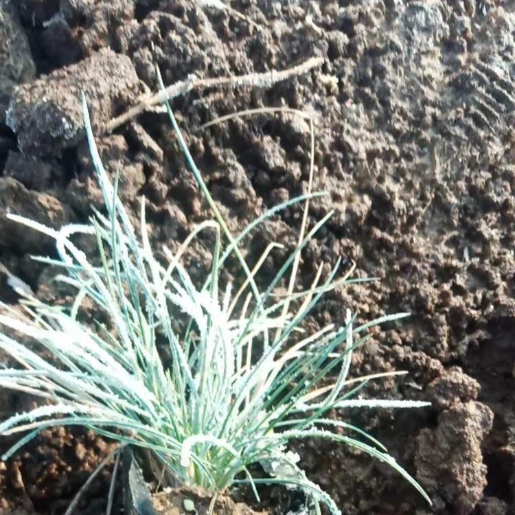 大量批发 蓝羊茅小苗 蓝羊茅小苗报价