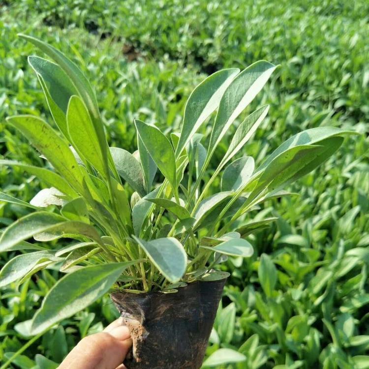 基地供应 金鸡菊苗供货商 青州金鸡菊苗