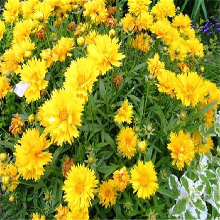 批发基地 金鸡菊培育 青州金鸡菊