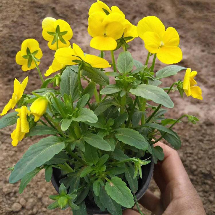 角堇种植基地 带花苞角堇双色盆 山东角堇双色盆