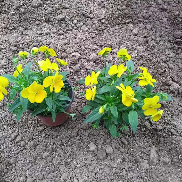 角堇基地 量大优惠 山东角堇