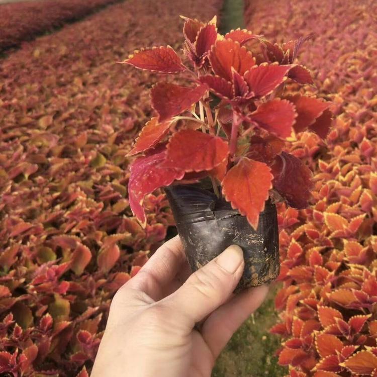 彩叶草 山东草花基地 山东彩叶草供应商