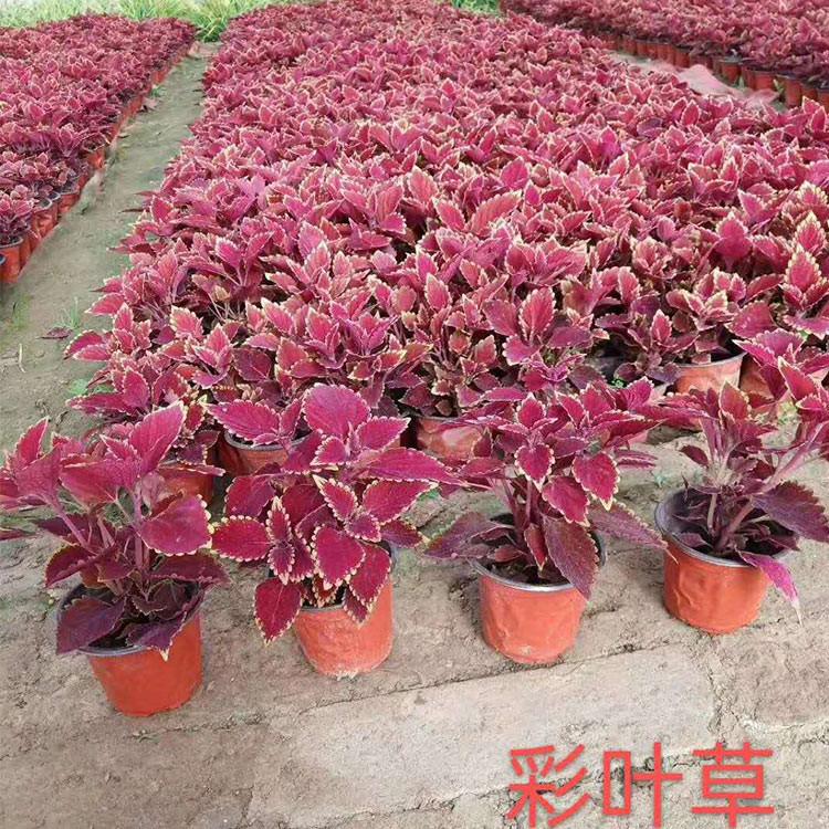 彩叶草 订购报价 青州彩叶草批发