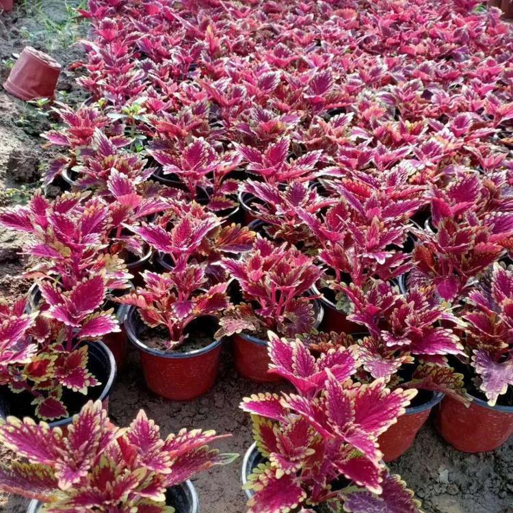 彩叶草批发 山东彩叶草苗 一二年生草花