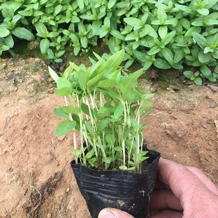 千屈菜报价 草花培育基地 山东千屈菜小皮碗
