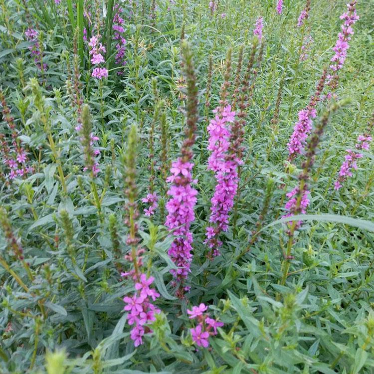 千屈菜批发 山东千屈菜 苗圃基地批发