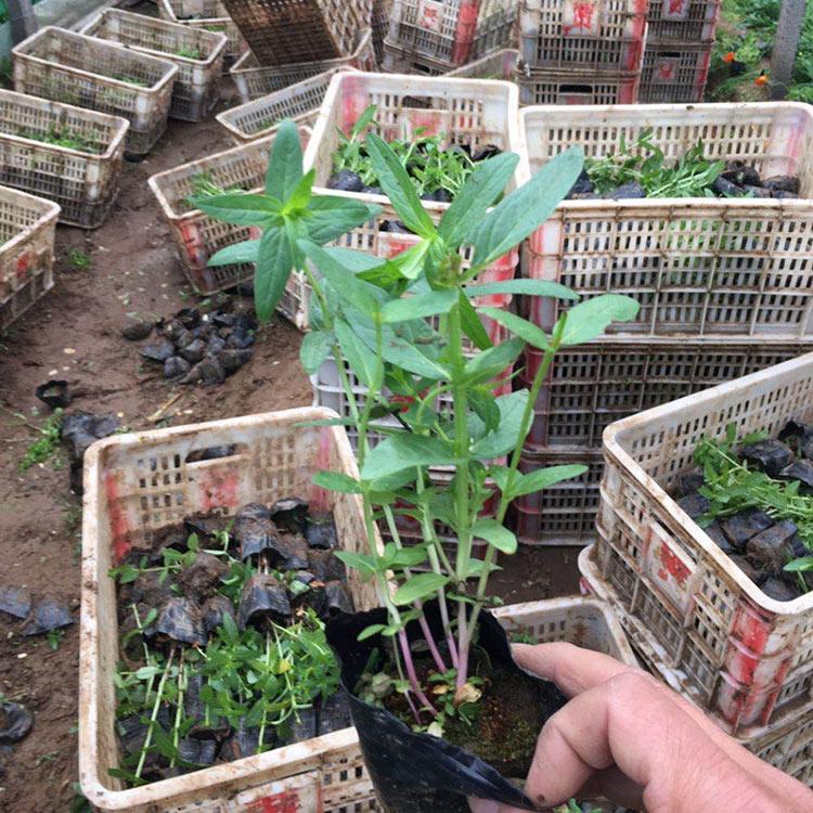 千屈菜苗报价 山东千屈菜苗 快销好苗