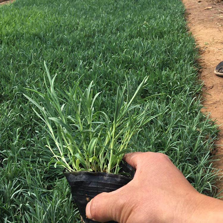 石竹杯苗基地 山东石竹杯苗 开春推荐