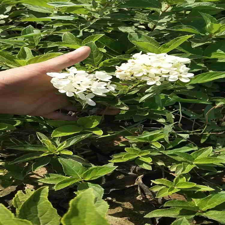 等你来购木绣球  木绣球价格 木绣球基地直销