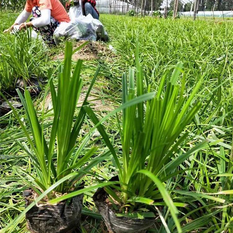 价格从优 青绿苔草销售 青州青绿苔草 基地直供 青绿苔草 青绿苔草批发基地