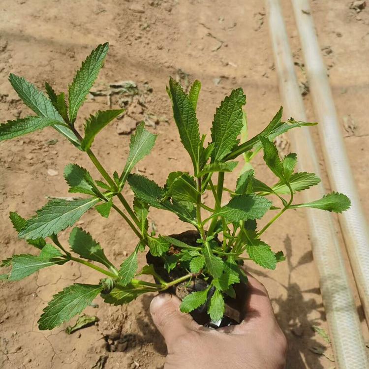 现货直销马鞭草 马鞭草苗种植基地 马鞭草供应商