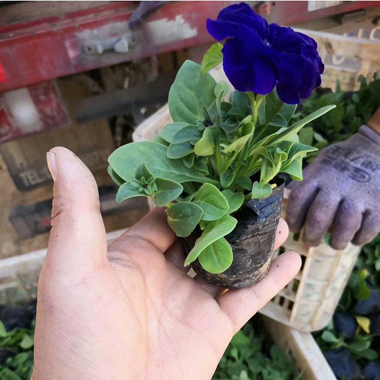 矮牵牛 多色牵牛盆苗供应 矮牵牛种植基地