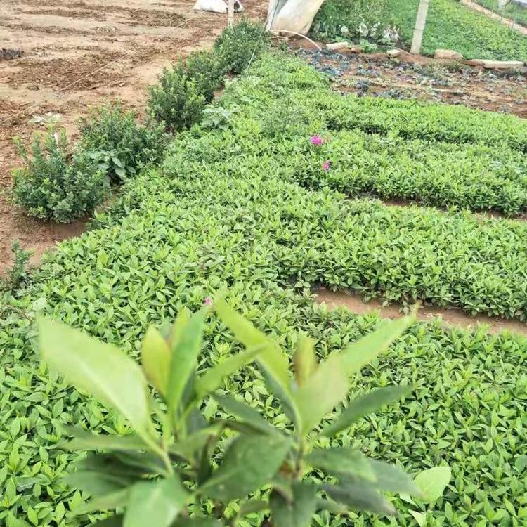丛生福禄考基地芝樱花海专用丛生福禄考价格表品质保证量大从优