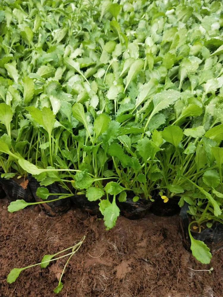 优质大滨菊  供应 大滨菊 报价