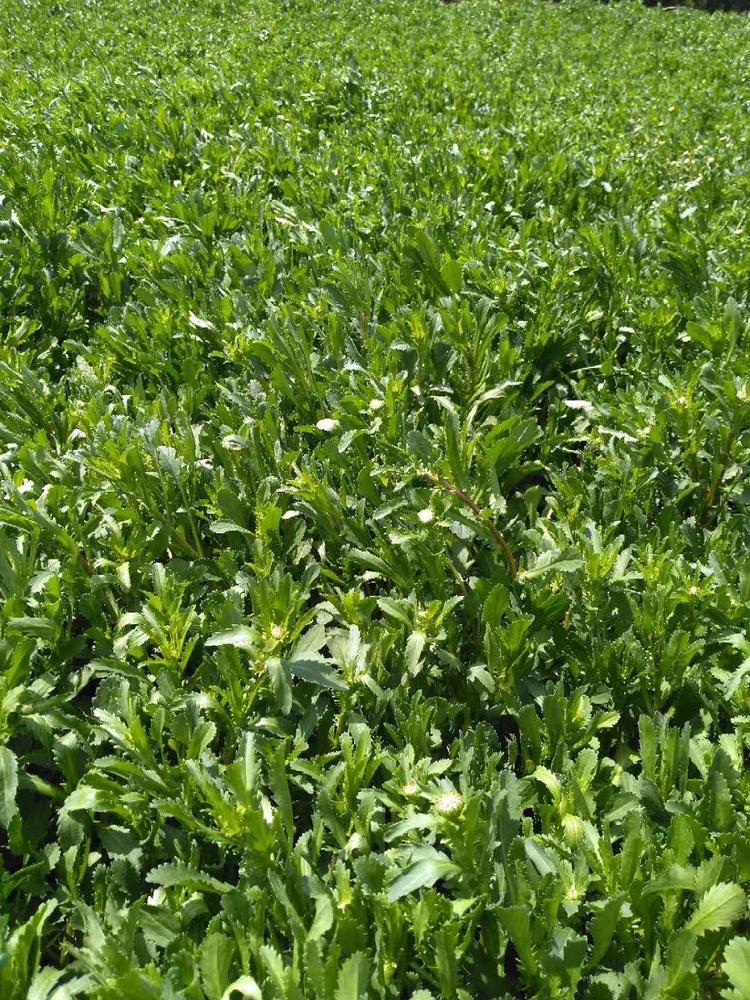 大滨菊  小苗 大滨菊 价格大滨菊