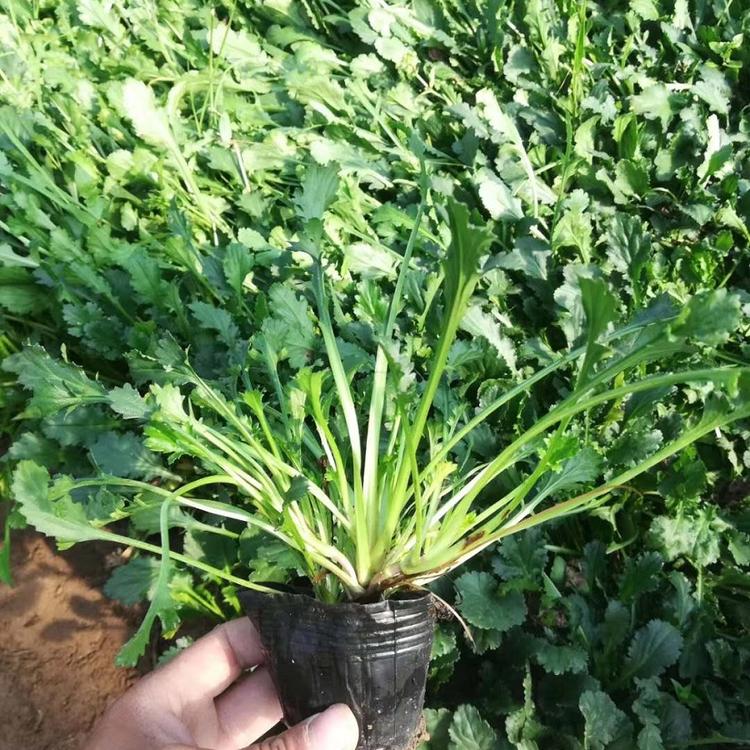 大滨菊  价格 大滨菊 供应