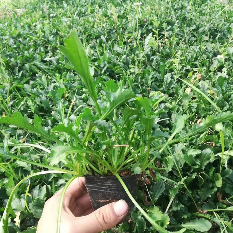 大滨菊  报价 大滨菊 种植基地