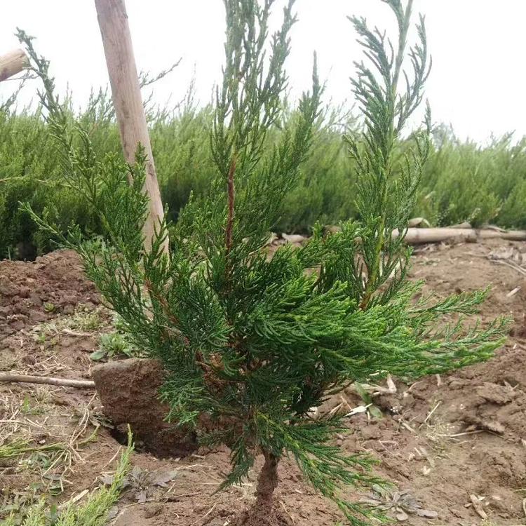 龙柏绿化小苗 基地种植 龙柏供应价格 大量现货