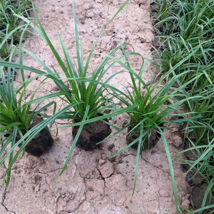 价格从优 青绿苔草销售 青州青绿苔草 基地直供  青绿苔草批发基地