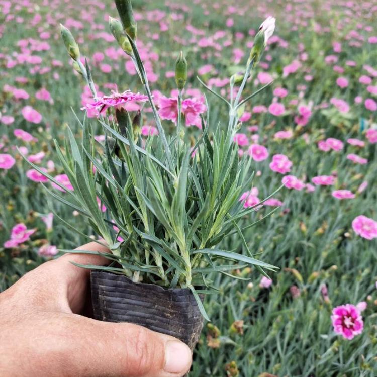 彩虹石竹 青州草花批发 彩虹石竹杯苗