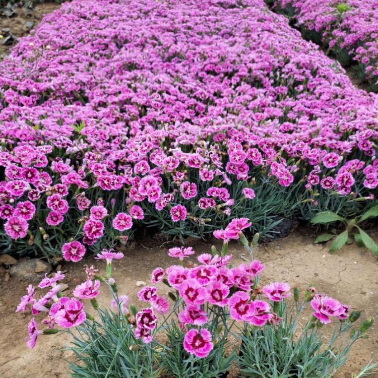 彩虹石竹 宿根草花彩虹石竹花海用苗 顺菊花卉